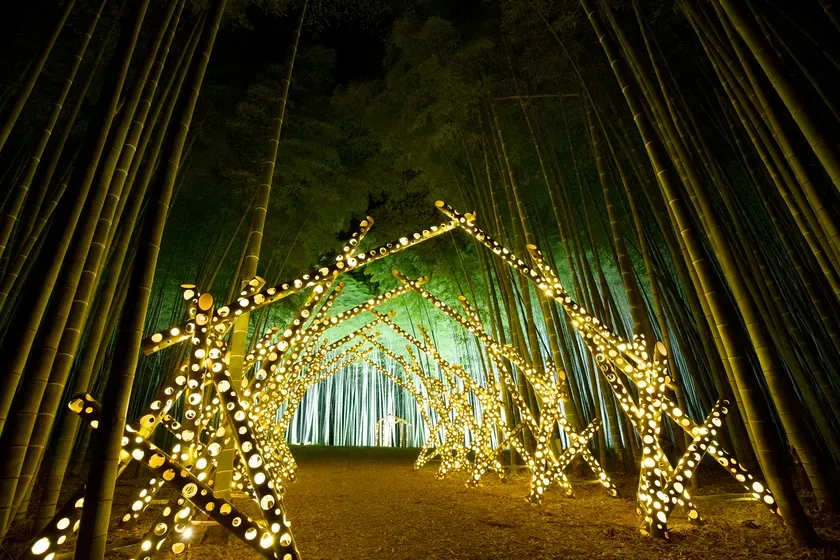 夜の竹林のアーチ型のライトアップ