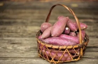 世界農業遺産にも認定された「富の川越いも」。大地の恵みを存分に受けた、その姿はまさに宝物のようです。