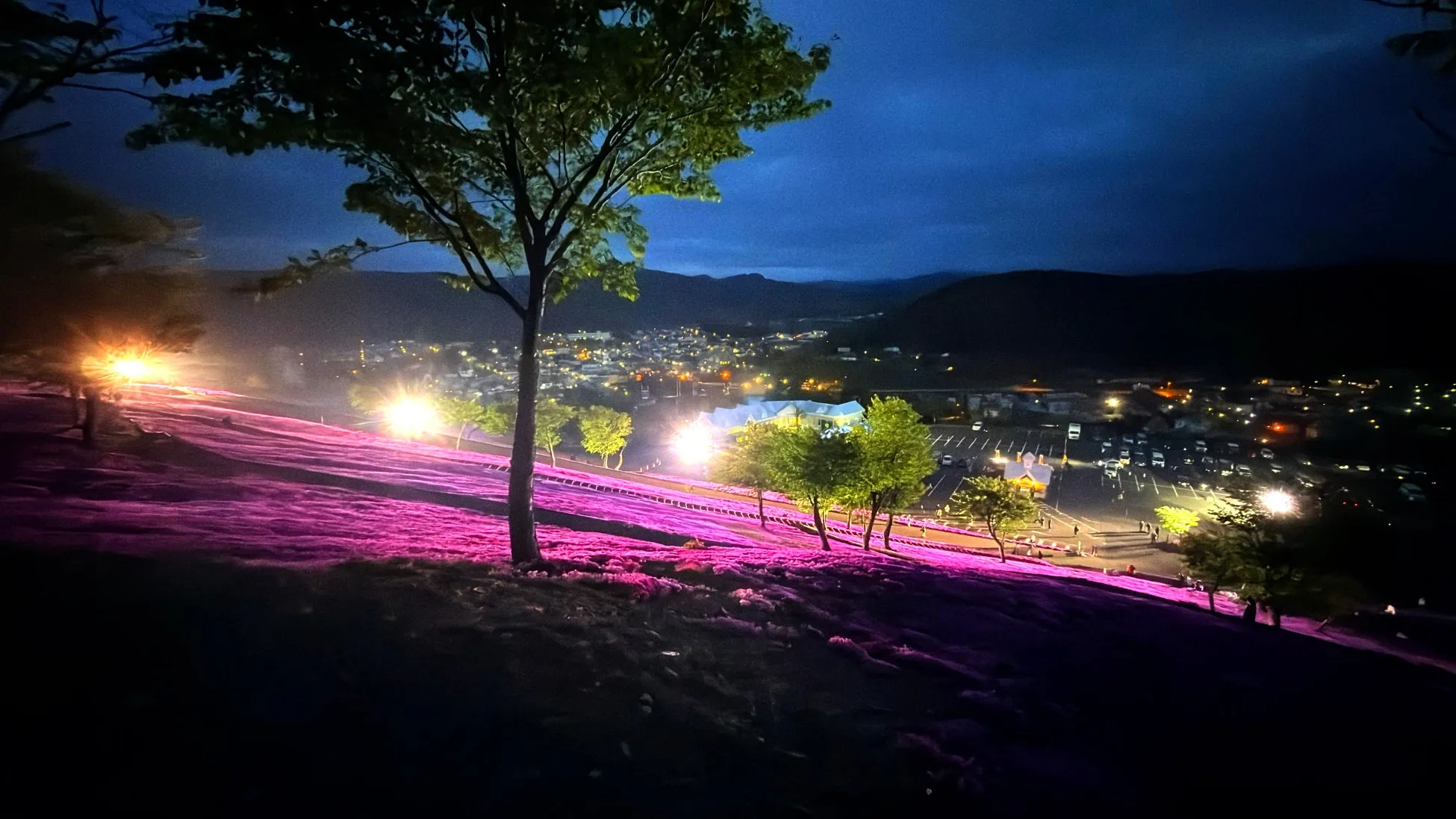 夜にライトアップされたピンク色の芝桜が広がる丘と、その奥に輝く街の夜景