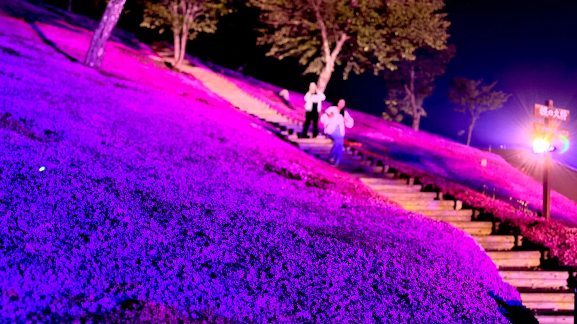 夜間にライトアップされた紫とピンクの花畑が広がる丘の風景