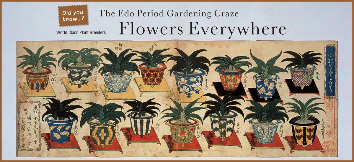 World Class Plant Breeders. The Edo Period Gardening Craze