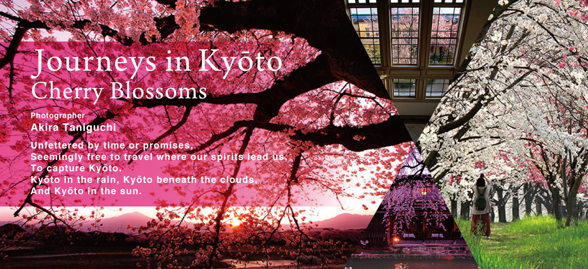 Journeys in Kyōto: Cherry Blossoms