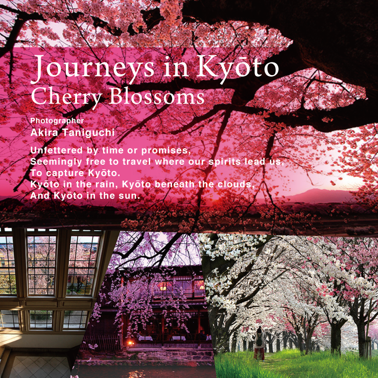 Journeys in Kyōto: Cherry Blossoms