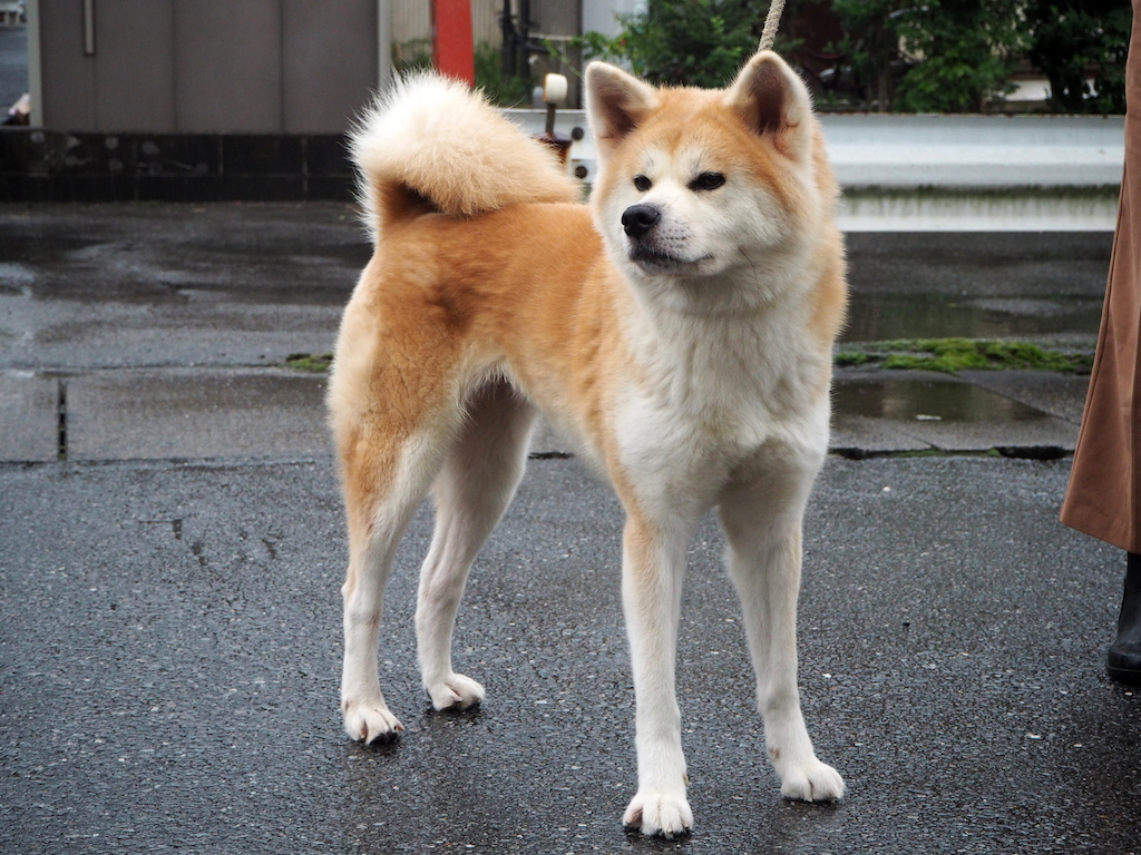 人と暮らす山野の化身たち 日本犬探訪 その6 東北の横綱 「秋田犬」 | めぐりジャパン