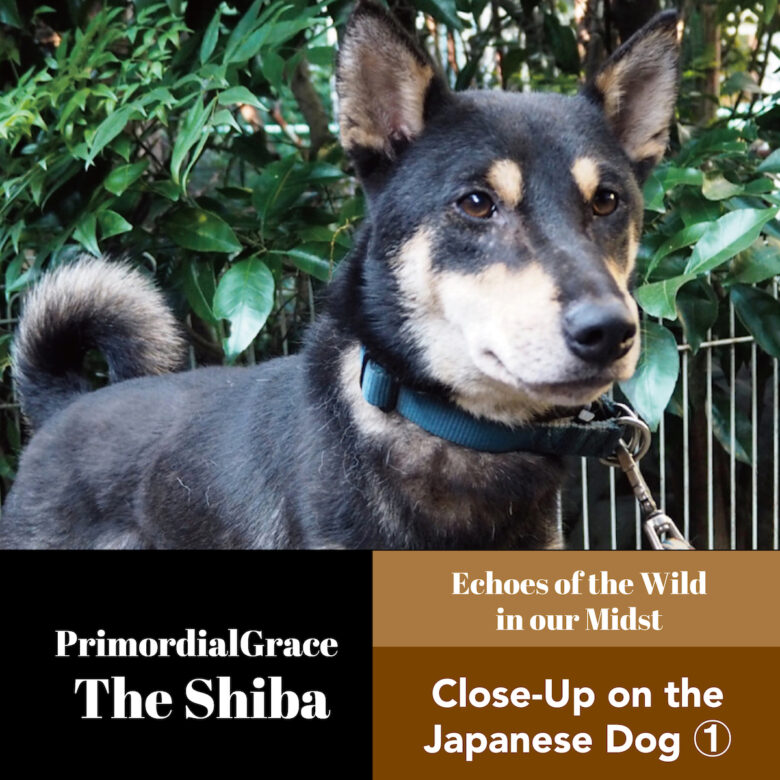 Close-Up on the Japanese Dog ①. The Shiba Inu - Primordial Grace