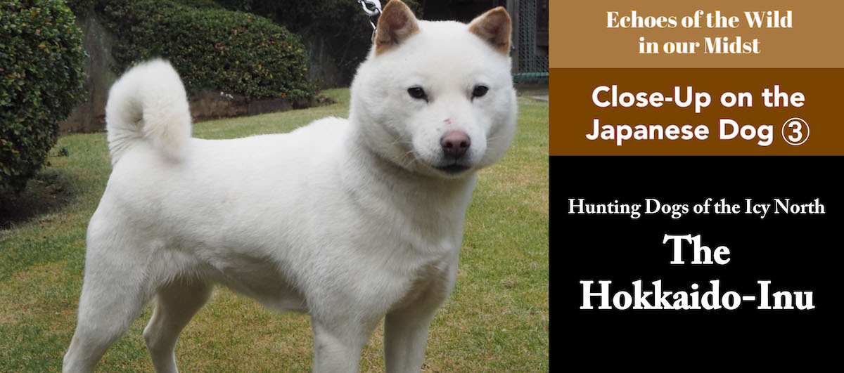 The Hokkaido Dog. Hunting Dog of the Icy North. Close-Up on the Japanese Dog ③