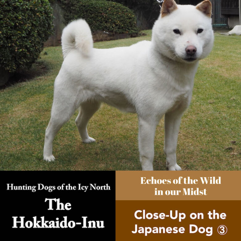 The Hokkaido Dog. Hunting Dog of the Icy North. Close-Up on the Japanese Dog ③