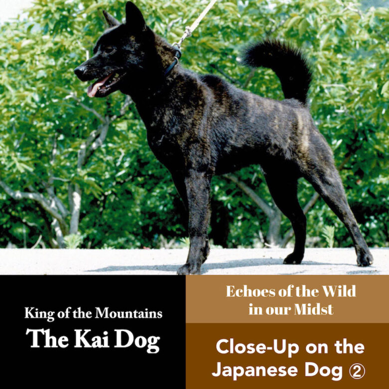 Close-Up on the Japanese Dog ②. The Kai Dog – Lord of the Mountains